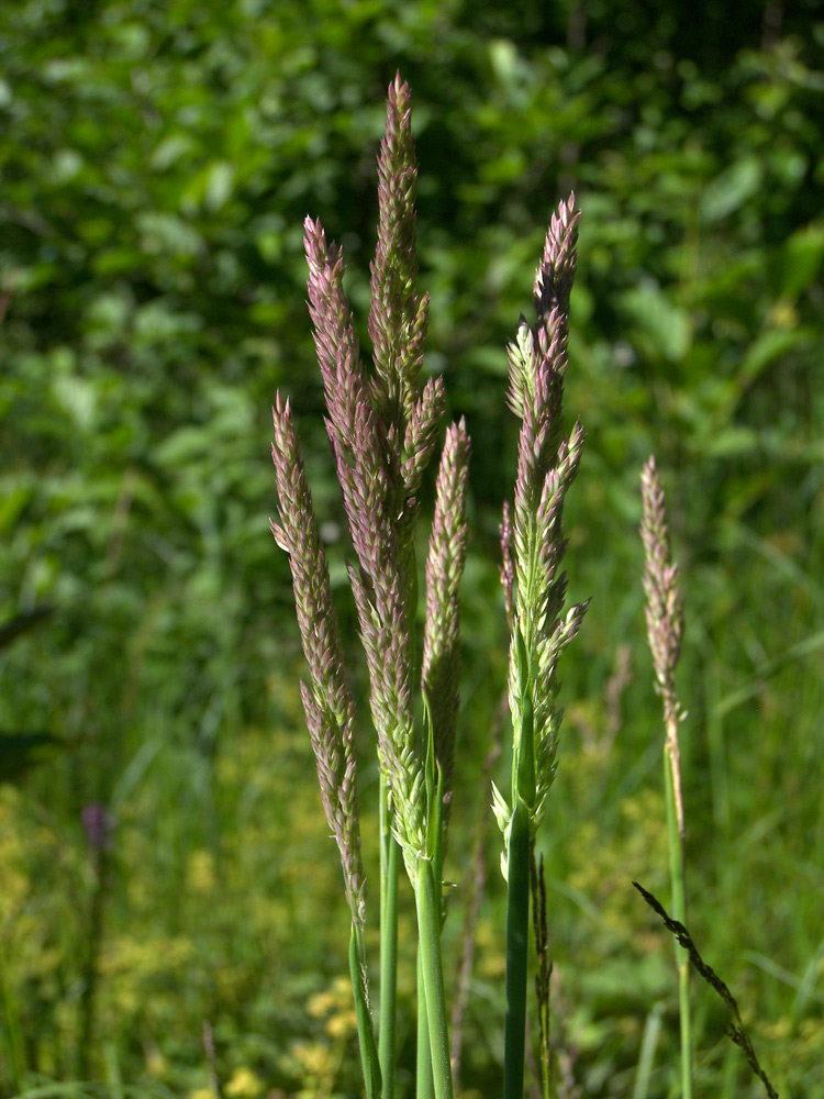 Изображение особи Holcus lanatus.