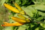 Hemerocallis middendorffii. Соцветие в бутонах. Германия, г. Дюссельдорф, Ботанический сад университета. 03.06.2014.