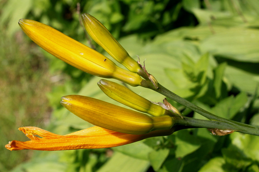 Image of Hemerocallis middendorffii specimen.