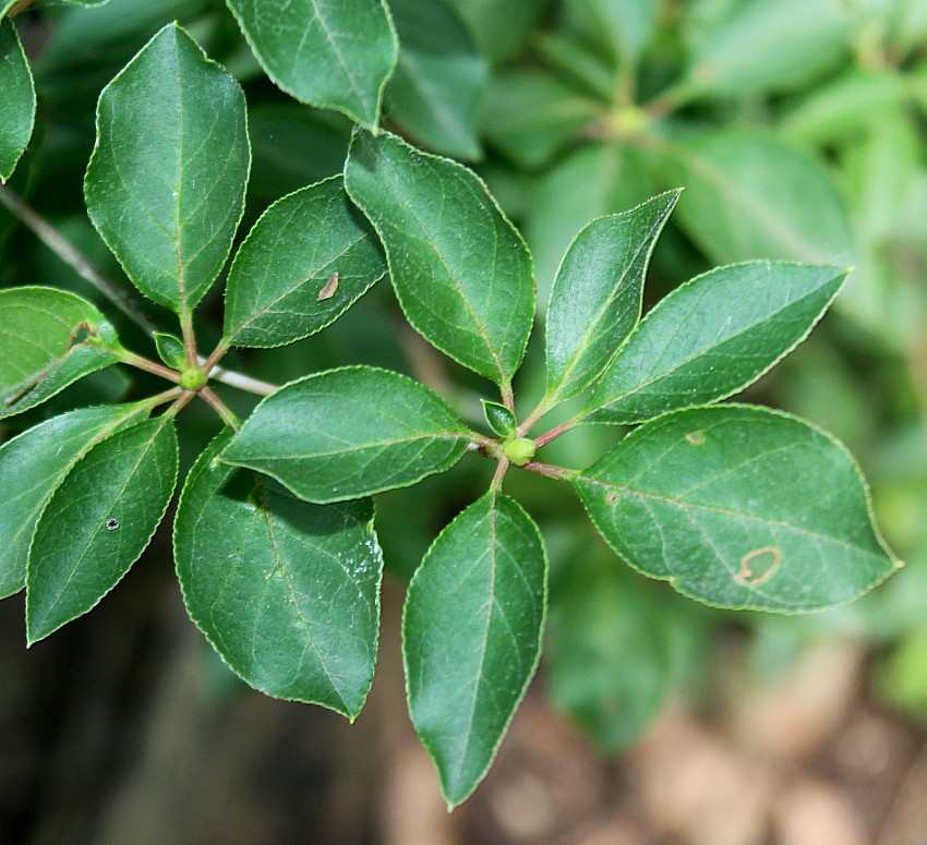 Image of Enkianthus campanulatus specimen.