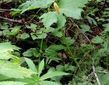 Lilium debile