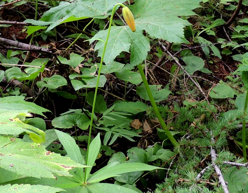 Image of Lilium debile specimen.