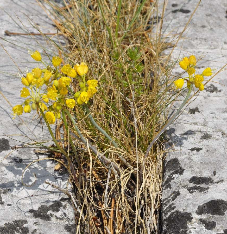 Image of Allium flavum specimen.