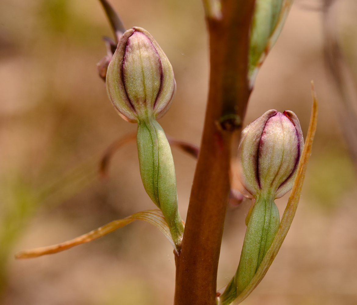 Image of Himantoglossum galilaeum specimen.