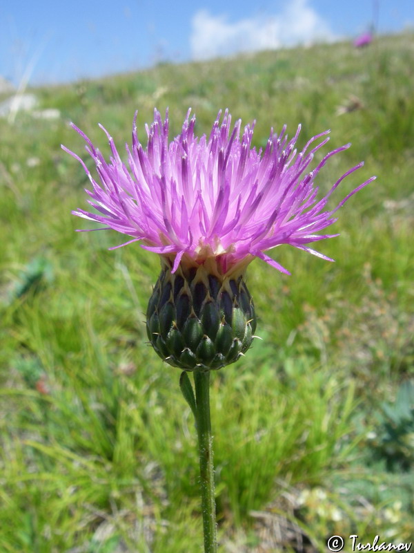 Image of Klasea radiata specimen.