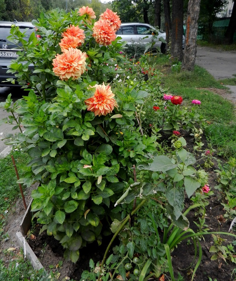 Изображение особи Dahlia &times; cultorum.