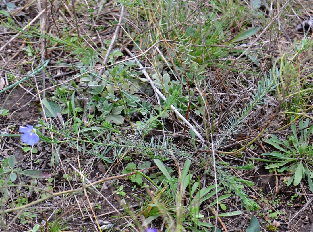 Image of Linum austriacum specimen.