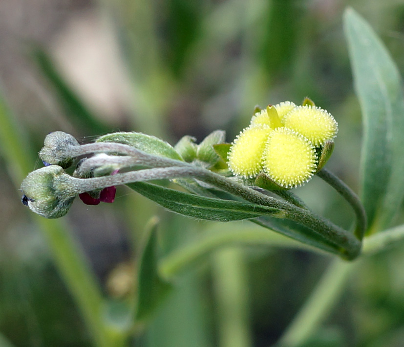 Изображение особи Cynoglossum divaricatum.