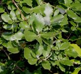 Garrya elliptica. Ветвь. Германия, г. Дюссельдорф, Ботанический сад университета. 05.09.2014.