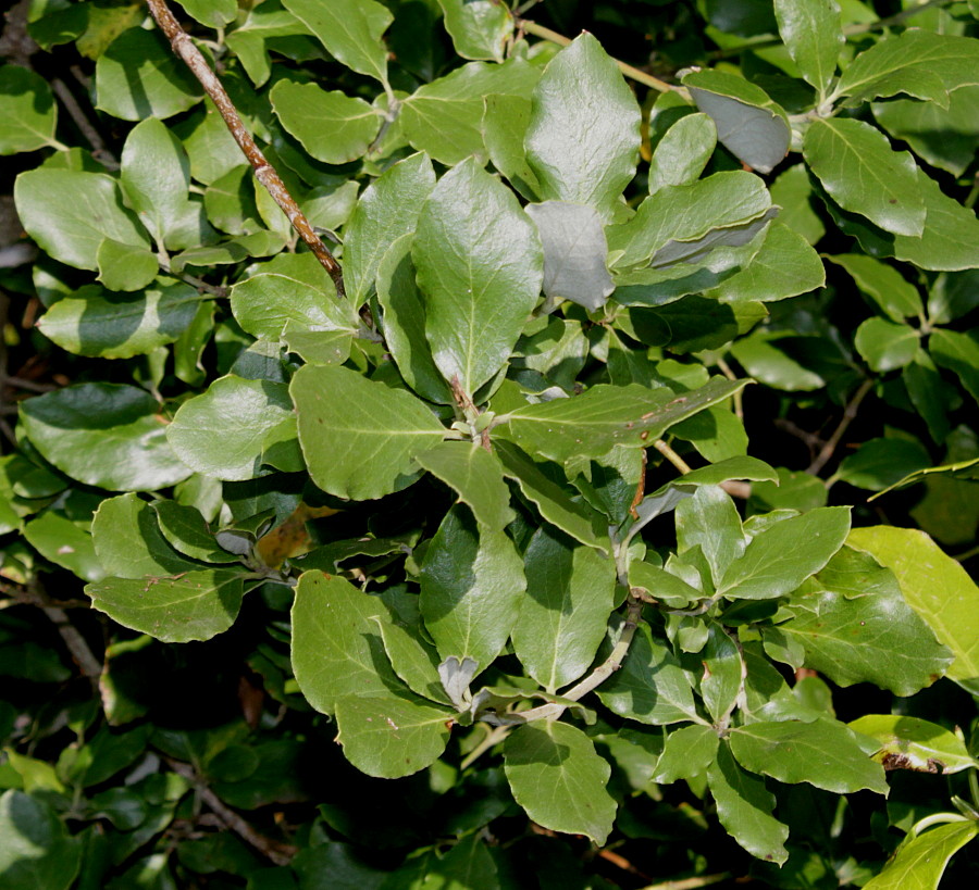 Изображение особи Garrya elliptica.