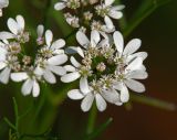 Coriandrum sativum. Соцветие. Московская обл., Раменский р-н, окр. дер. Хрипань, садовый участок. 28.07.2014.