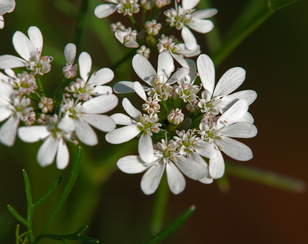 Изображение особи Coriandrum sativum.