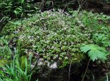 Sedum stoloniferum