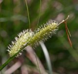 Carex vesicaria. Женские соцветия. Московская обл., Раменский р-н, окр. ж.-д. платформы Хрипань, просека под ЛЭП. 24.05.2014.