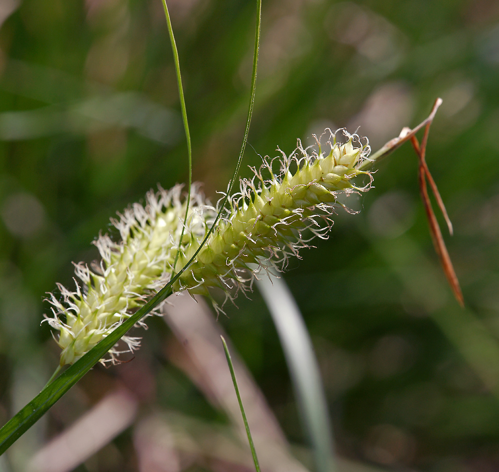 Изображение особи Carex vesicaria.