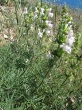 Salvia scabiosifolia