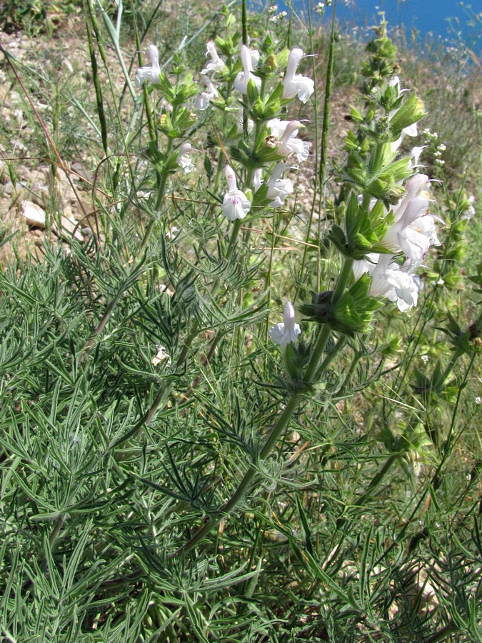 Image of Salvia scabiosifolia specimen.