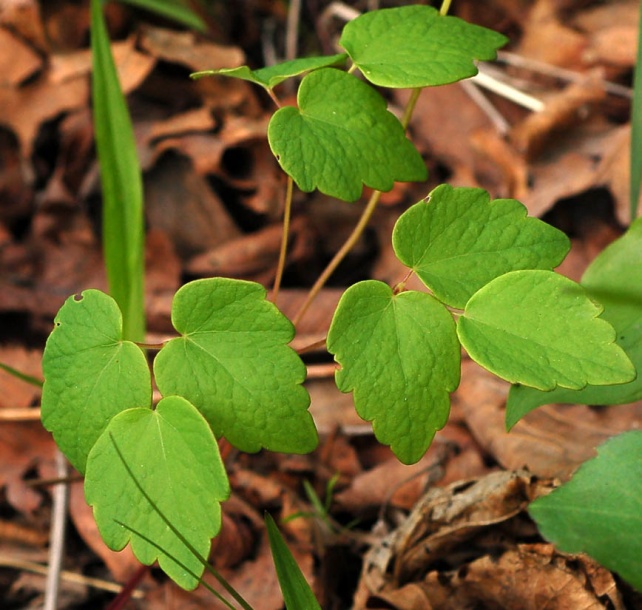 Image of Thalictrum filamentosum specimen.