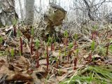 Allium ochotense. Растения в начале вегетации. Камчатский край. Елизовский р-н, каменноберезовый лес.