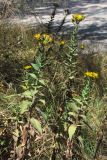 Hieracium auratum