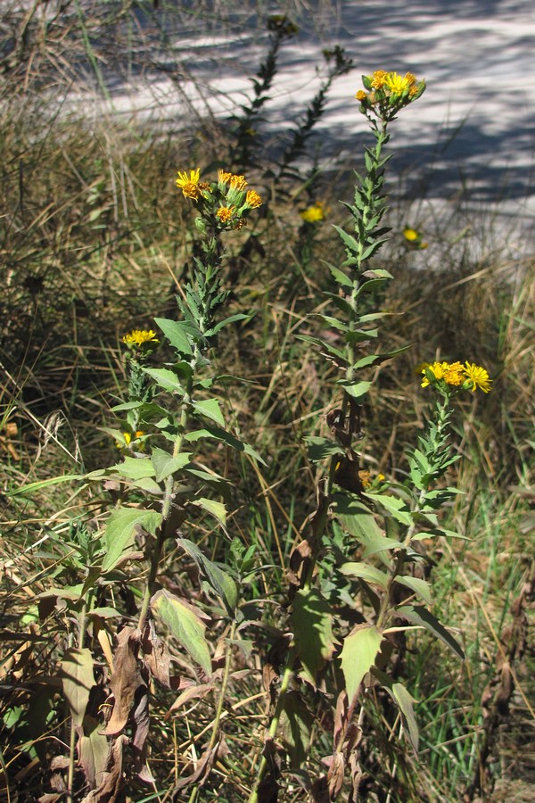 Изображение особи Hieracium auratum.