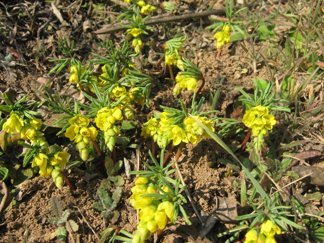 Image of Gymnospermium odessanum specimen.