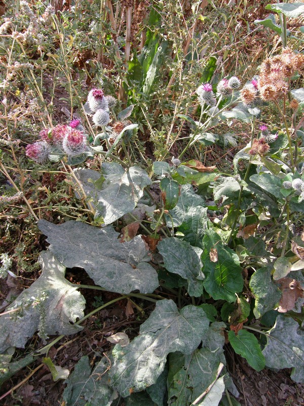 Image of Arctium tomentosum specimen.