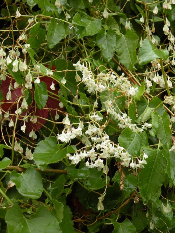 Image of Fallopia baldschuanica specimen.