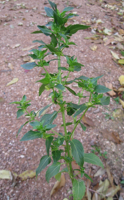 Image of Mercurialis annua specimen.