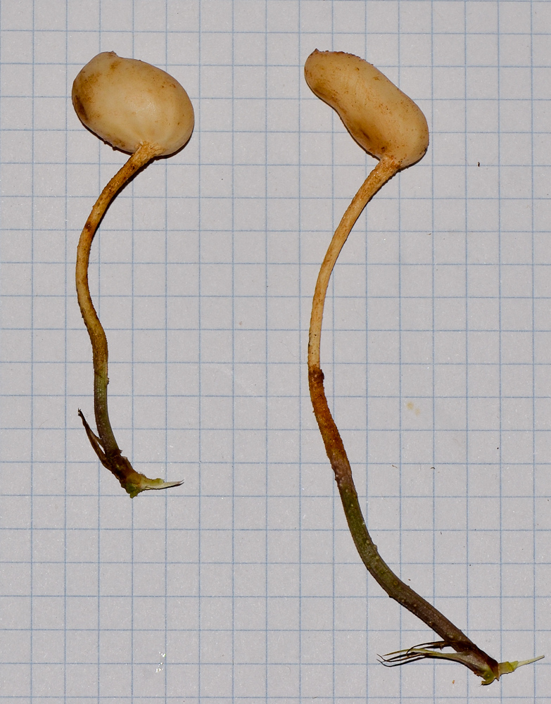 Image of Arachis hypogaea specimen.