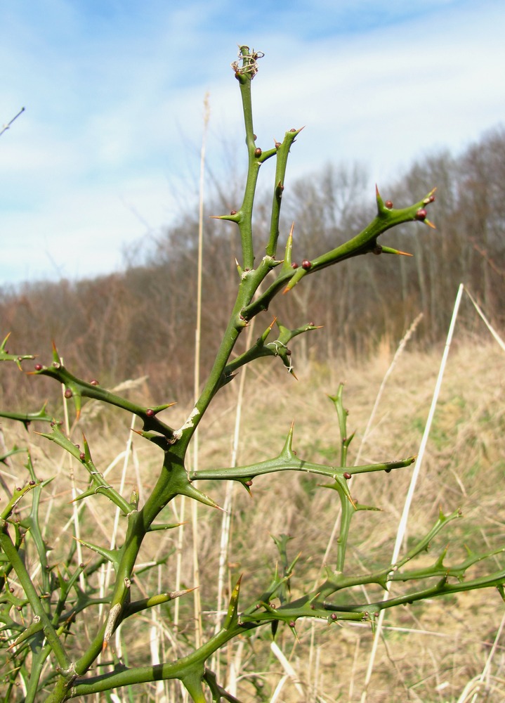 Image of Poncirus trifoliata specimen.