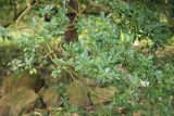 Pittosporum разновидность buxifolium