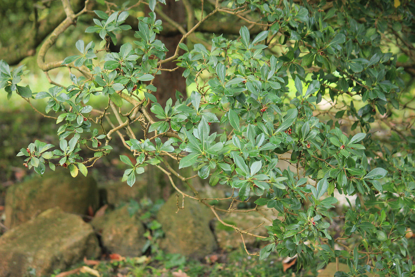 Image of Pittosporum kweichowense var. buxifolium specimen.