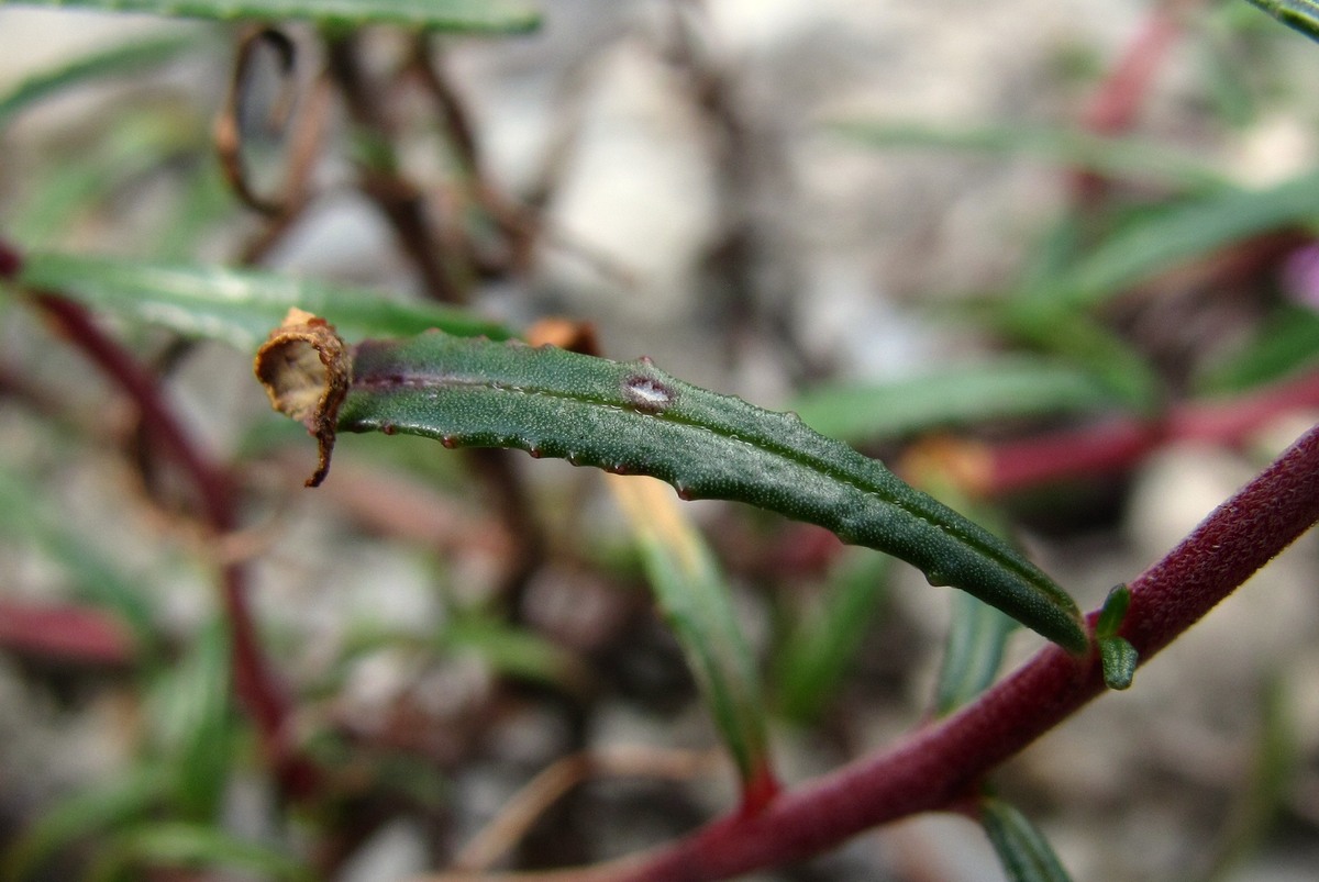 Image of Chamaenerion colchicum specimen.