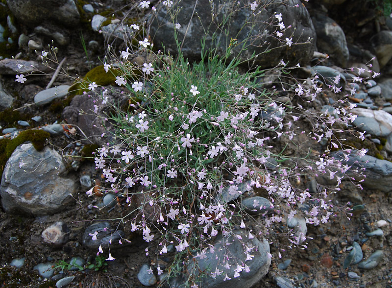 Изображение особи Gypsophila patrinii.