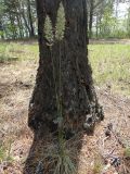 Koeleria macrantha. Цветущее растение. Иркутская обл., Ольхонский р-н, побережье Малого Моря (оз. Байкал), окр. мыса Улан-Хан, опушка леса. 11.07.2015.