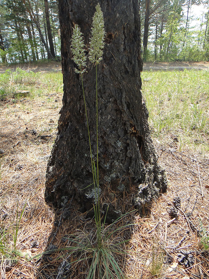 Image of Koeleria macrantha specimen.