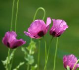 Papaver somniferum. Верхушки цветущих растений. Московская обл., Раменский р-н, окр. дер. Хрипань, садовый участок. 07.07.2015.