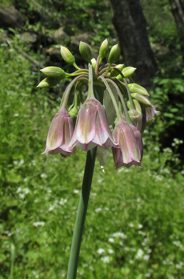 Image of Nectaroscordum bulgaricum specimen.