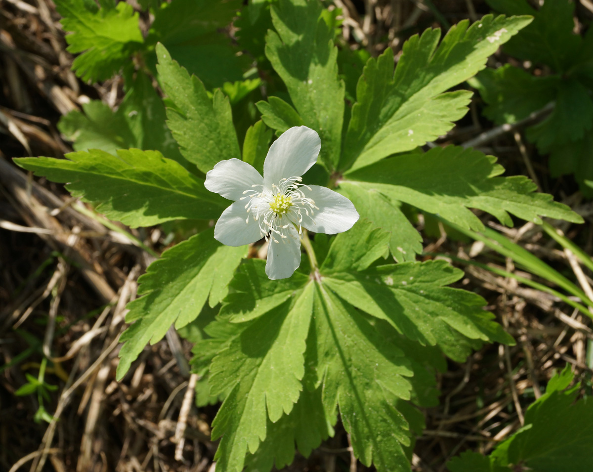 Изображение особи Anemone umbrosa.