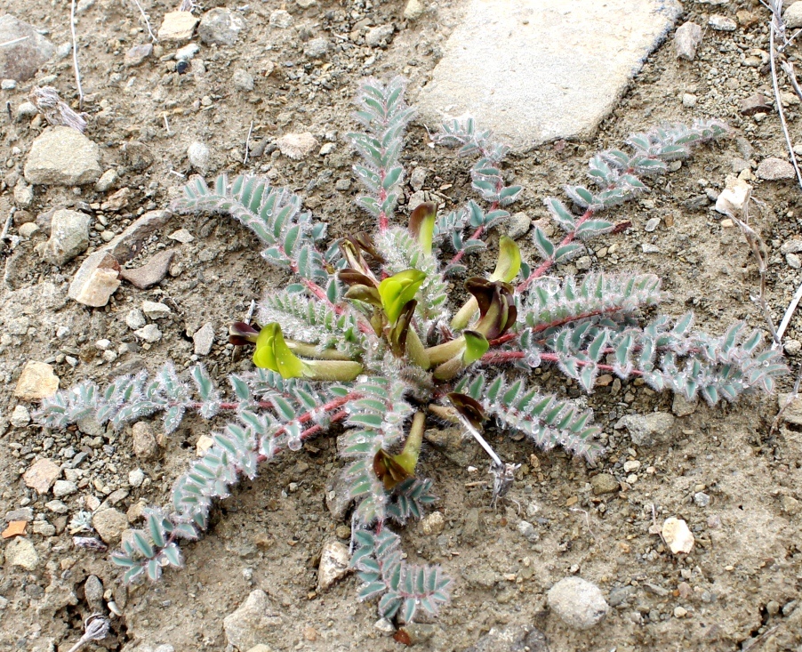 Изображение особи Astragalus nephtonensis.