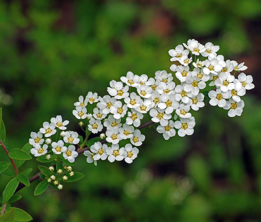 Image of Spiraea × arguta specimen.