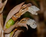 Acanthus mollis. Чашечка цветка со зреющим плодом и остатками венчика. Израиль, Шарон, г. Тель-Авив, ботанический сад университета. 20.07.2015.