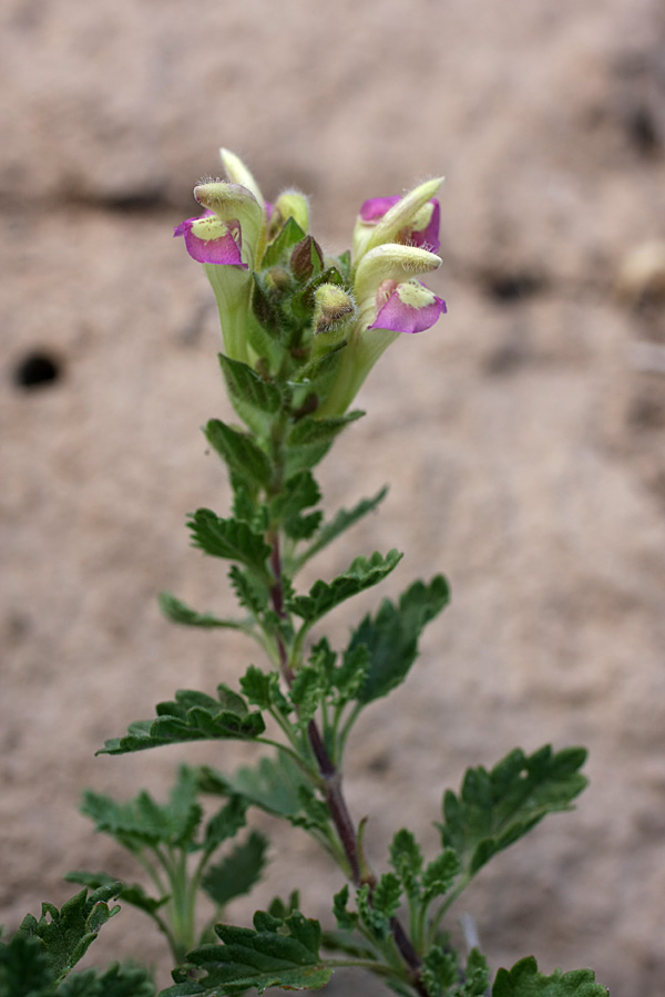 Изображение особи Scutellaria adsurgens.