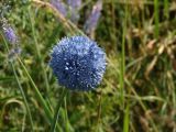 Allium caeruleum