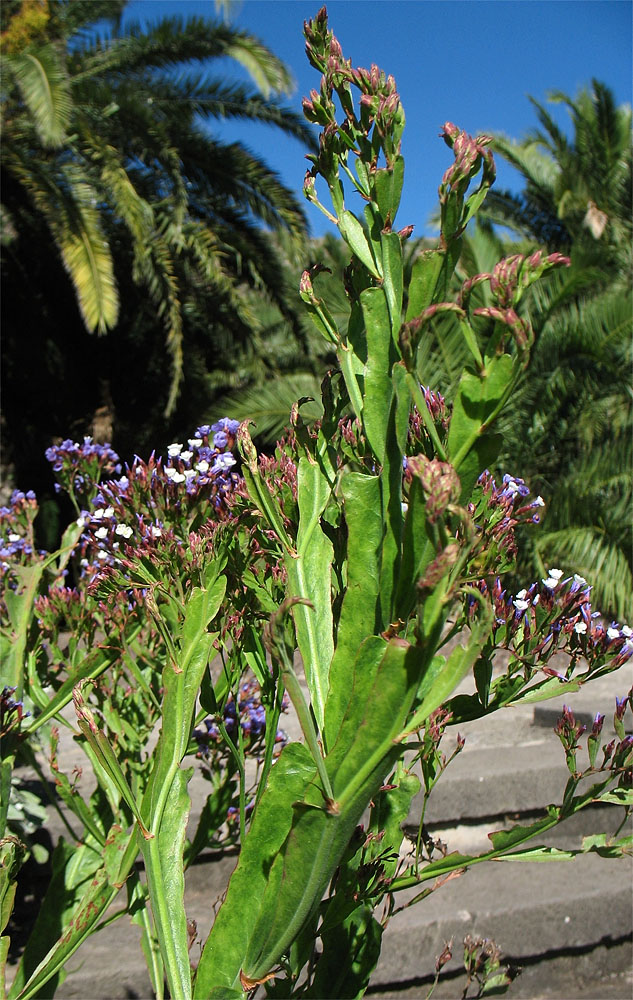 Image of Limonium brassicifolium specimen.