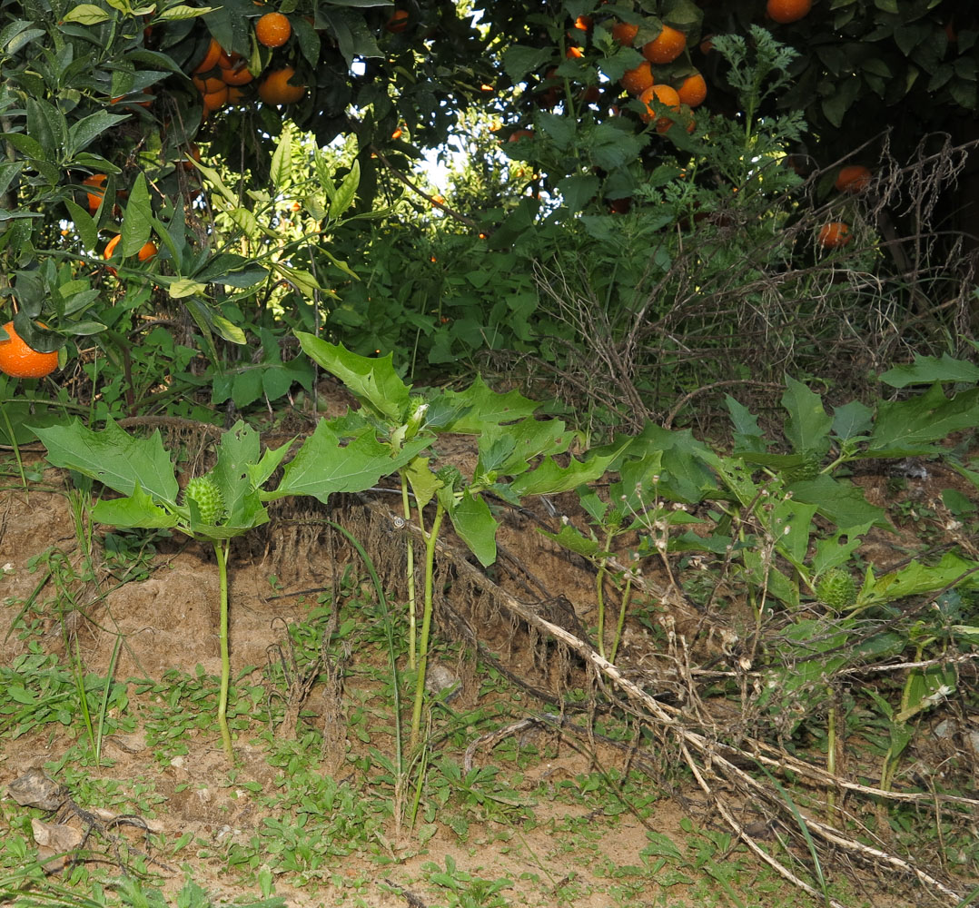 Изображение особи Datura stramonium.