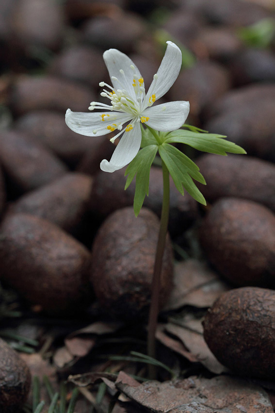 Изображение особи Eranthis tanhoensis.