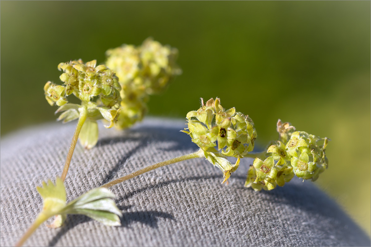 Image of Alchemilla alpina specimen.
