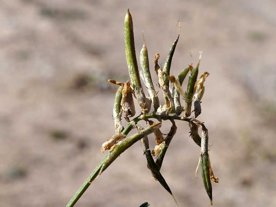 Изображение особи Astragalus karkarensis.